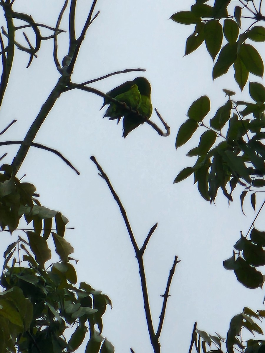 Orange-chinned Parakeet - ML623765898