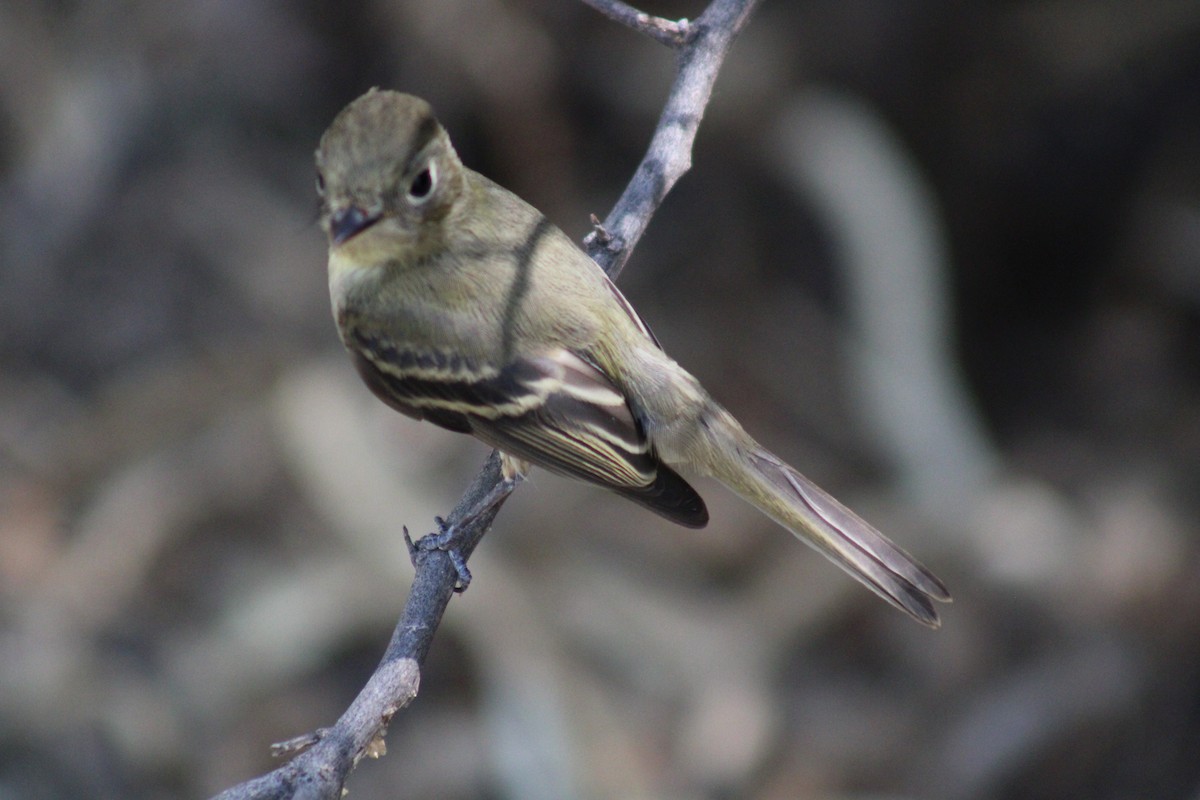 Western Flycatcher - ML623765955