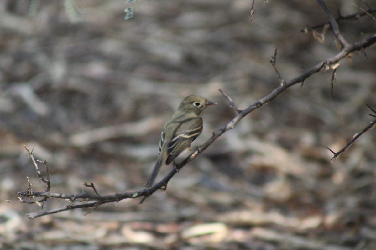 Western Flycatcher - ML623765956