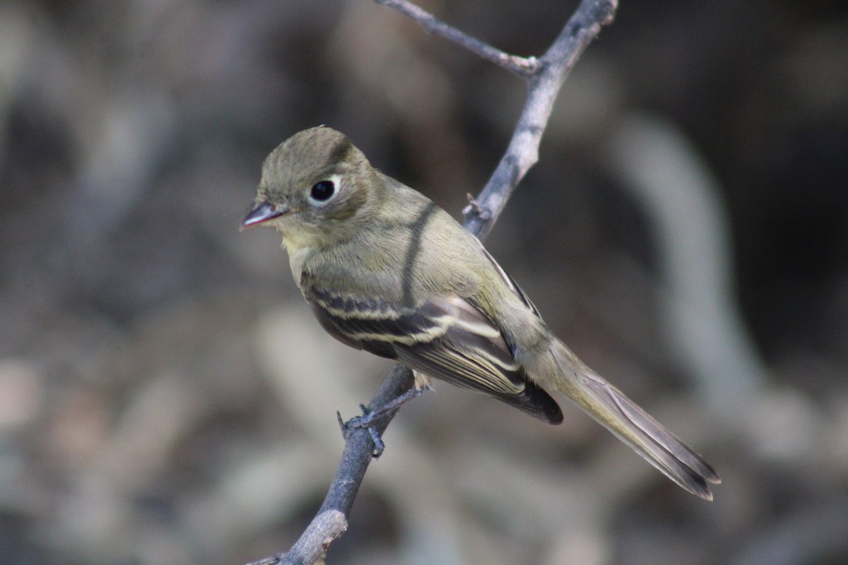 Western Flycatcher - ML623765957