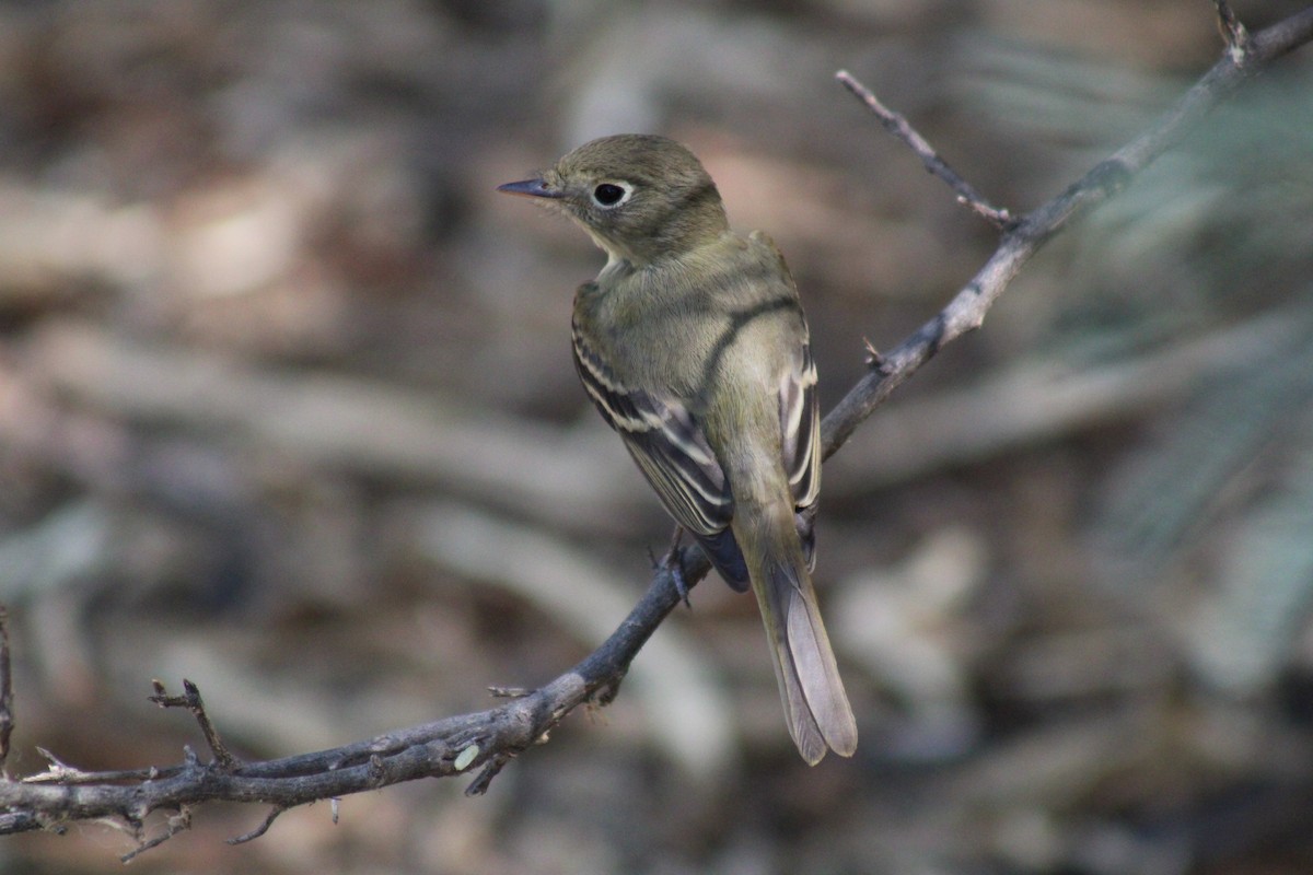 Western Flycatcher - ML623765958