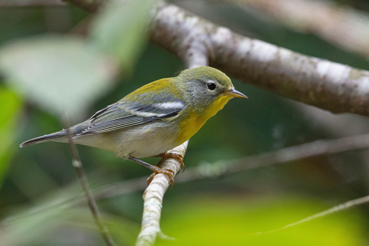 Northern Parula - ML623766010