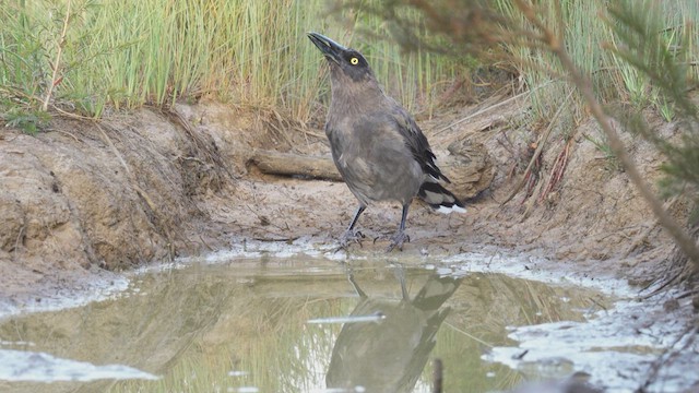 Gray Currawong - ML623766012