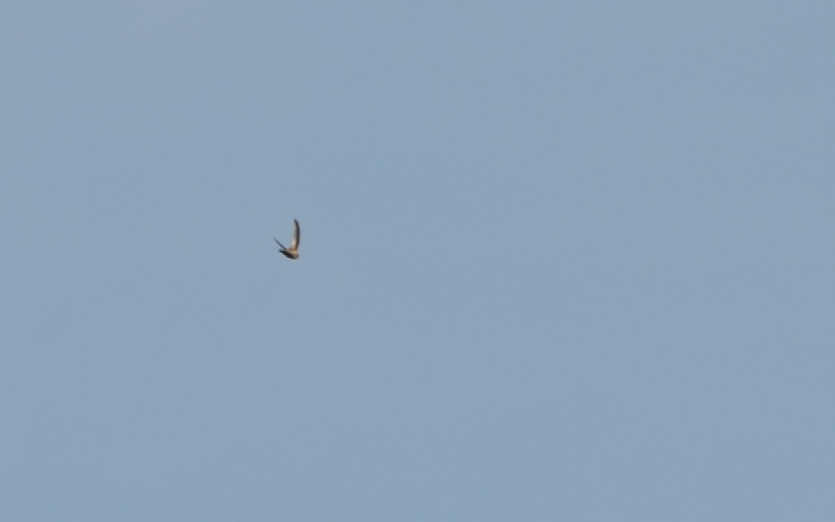 Chestnut-collared Swift - Ramón  Trinchan Guerra