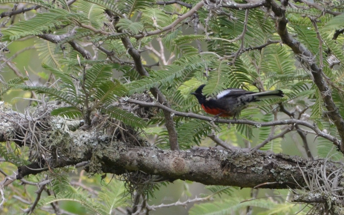 Painted Redstart - ML623766078