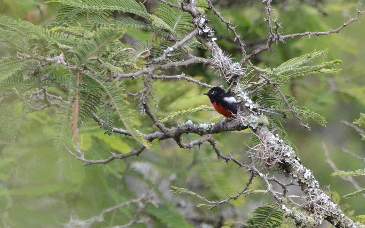 Painted Redstart - ML623766081