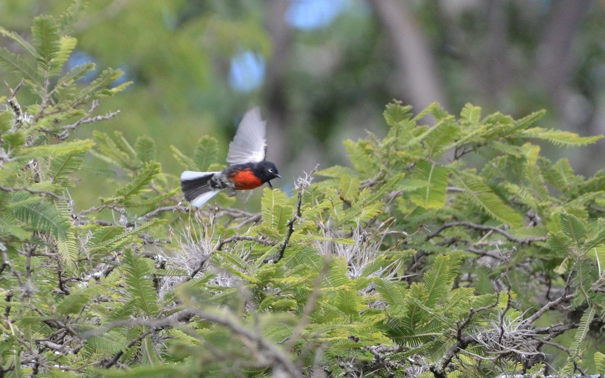 Painted Redstart - ML623766082