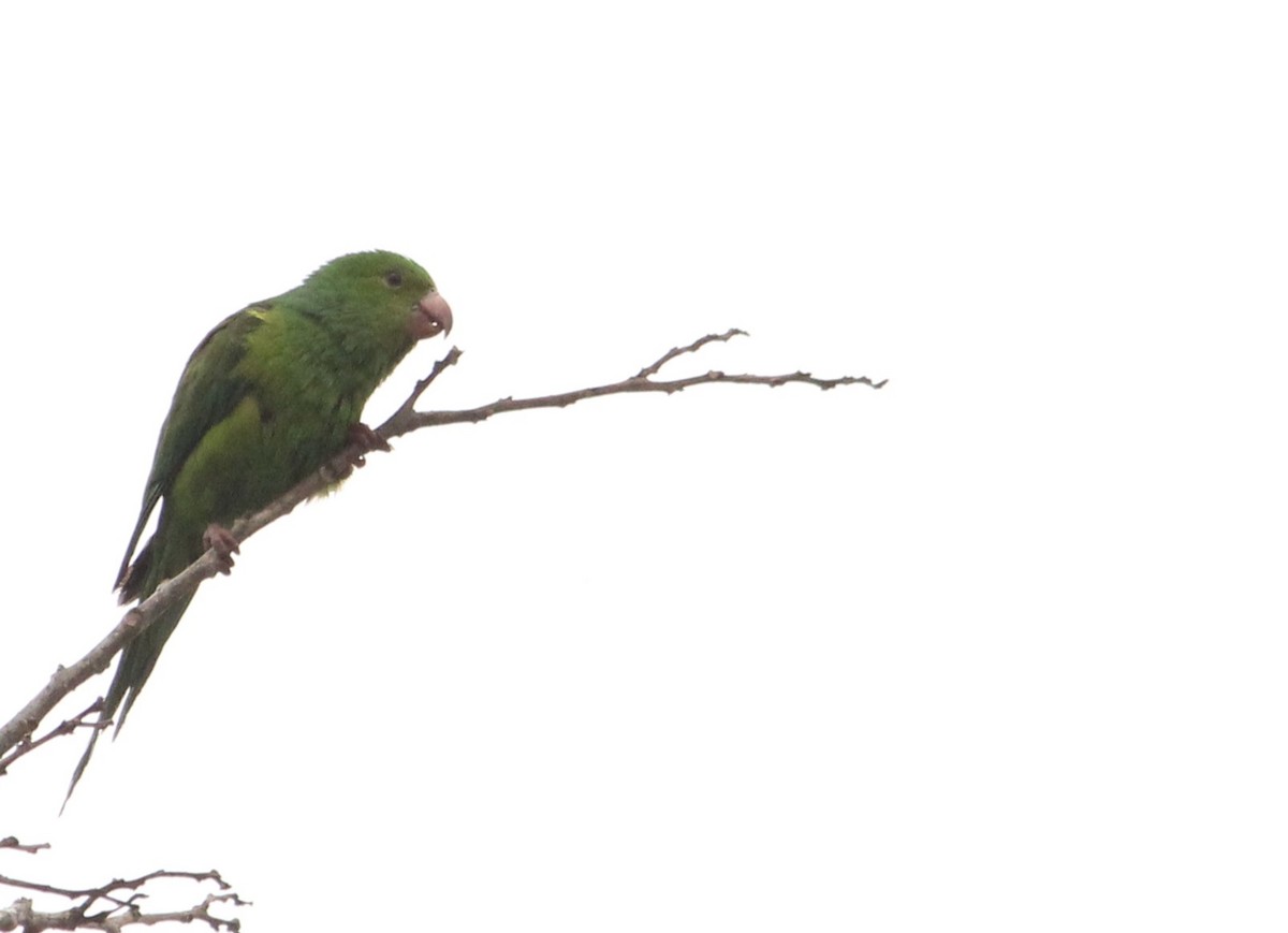 Plain Parakeet - ML623766105