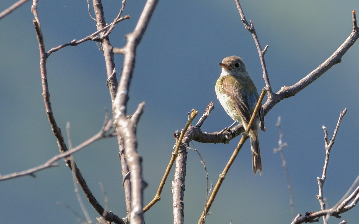 Gray/Dusky Flycatcher - ML623766176