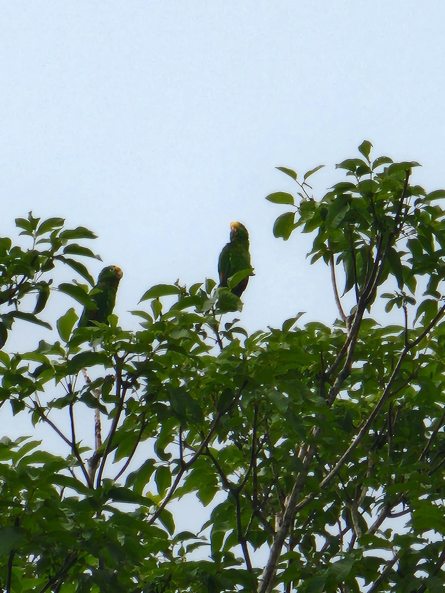 Yellow-crowned Parrot - ML623766185