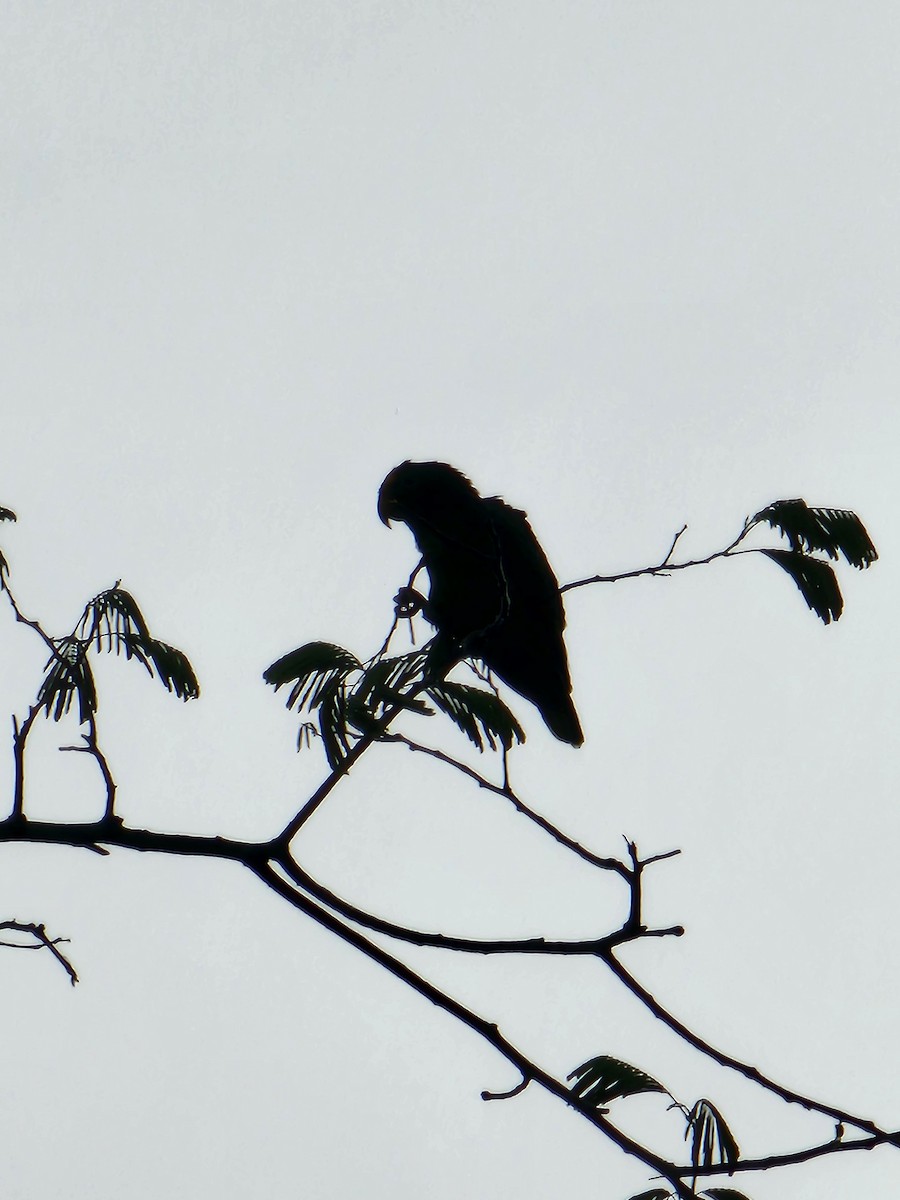 Yellow-crowned Parrot - ML623766186