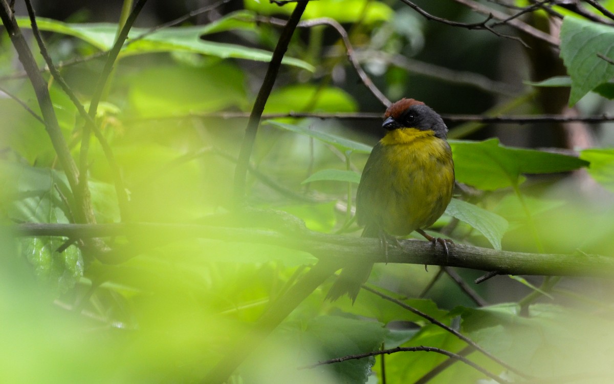 Rufous-capped Brushfinch - ML623766217