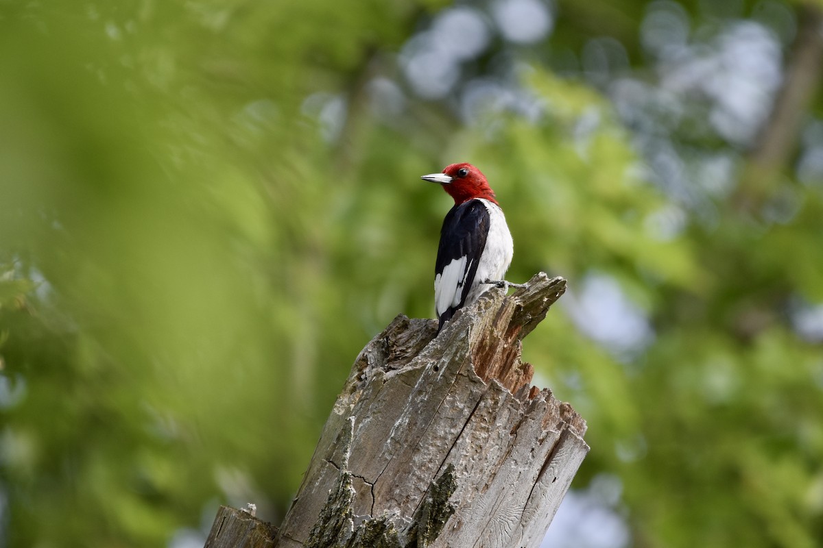 Red-headed Woodpecker - ML623766224