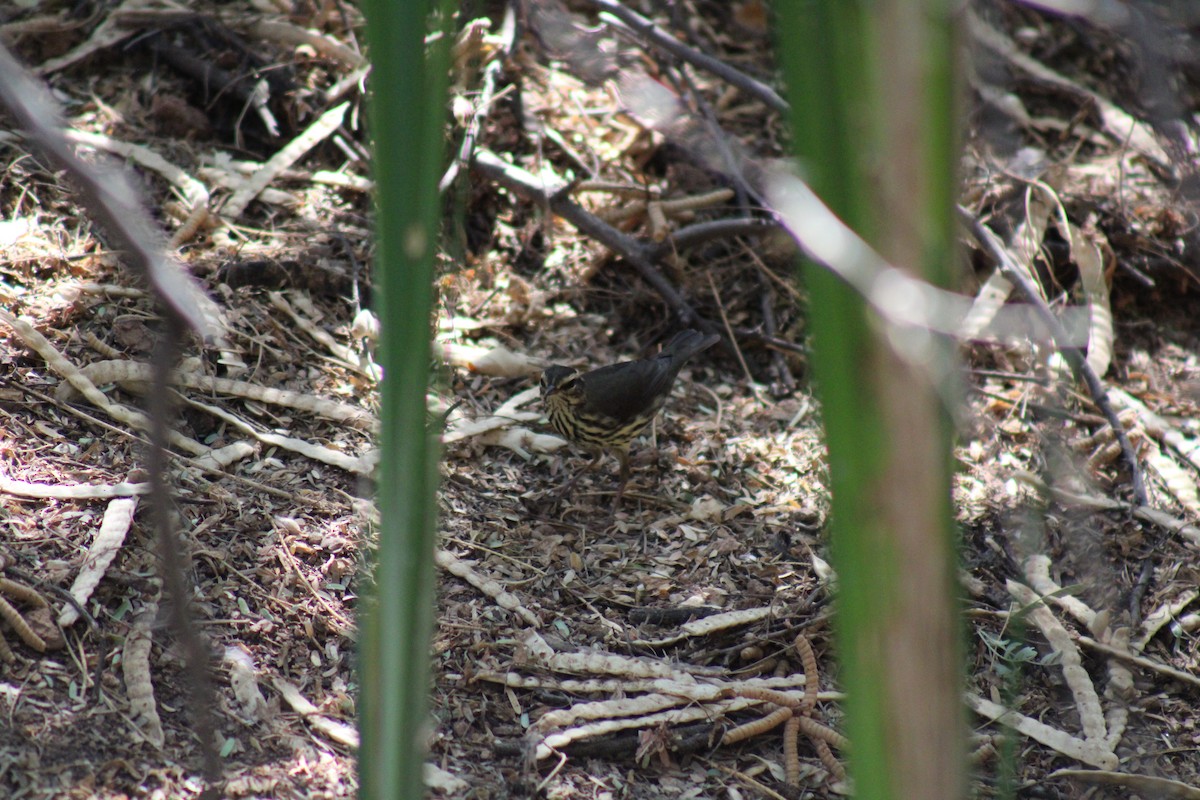 Northern Waterthrush - ML623766233