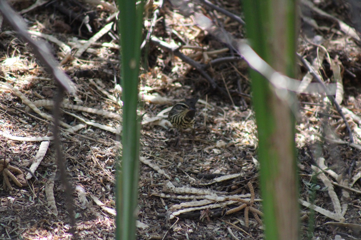 Northern Waterthrush - ML623766234