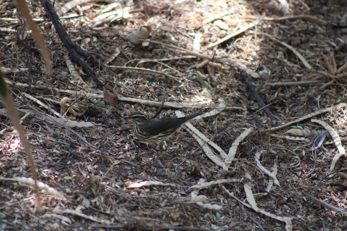 Northern Waterthrush - ML623766235