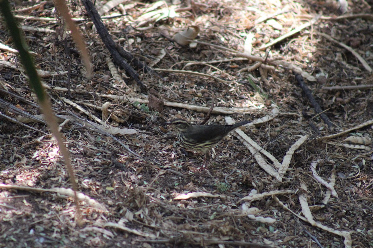 Northern Waterthrush - ML623766236