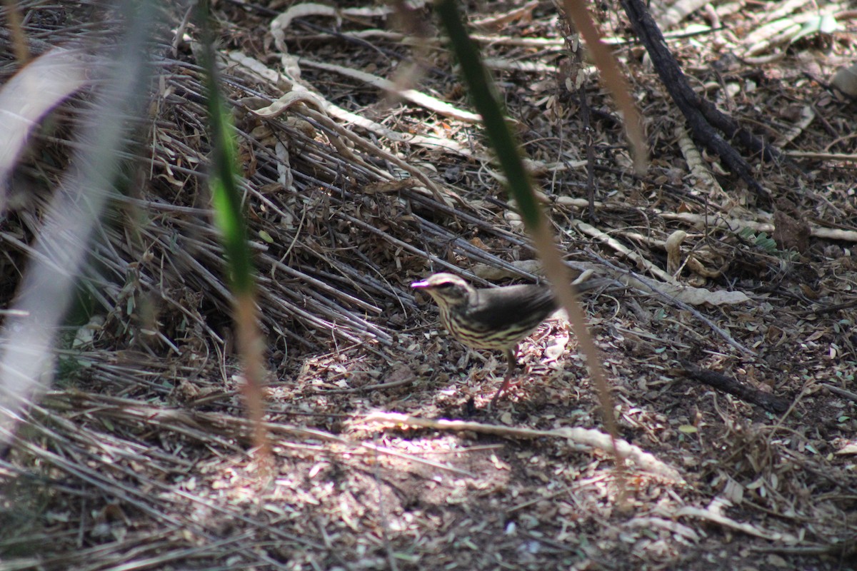 Northern Waterthrush - ML623766237