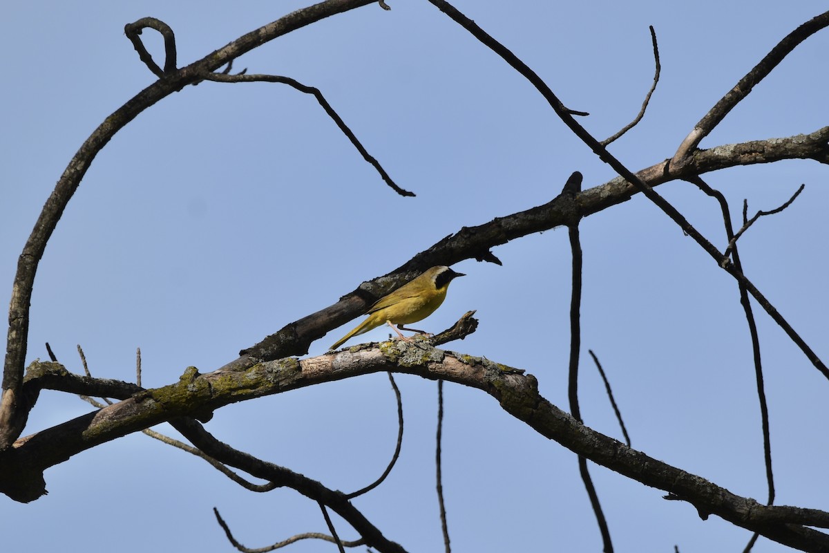 Common Yellowthroat - ML623766238