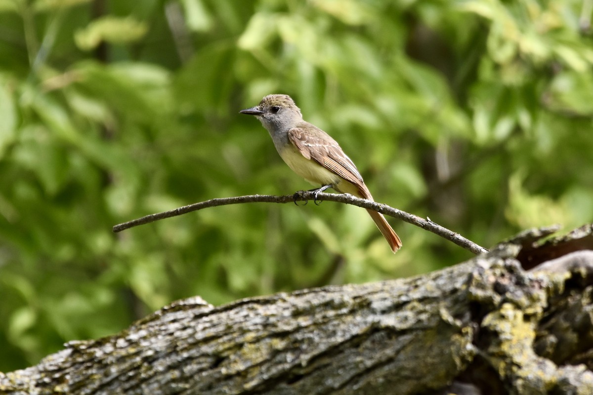 Great Crested Flycatcher - Sophie Tecson