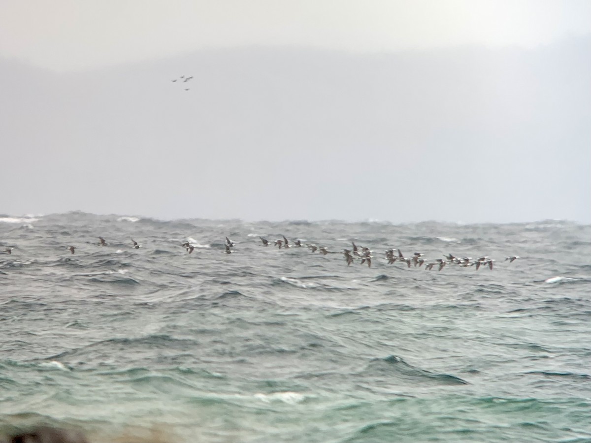 Long-tailed Duck - ML623766257