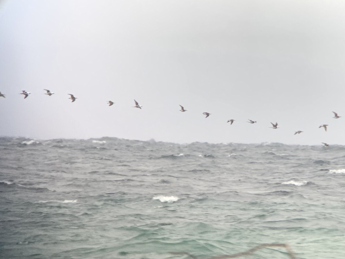 Long-tailed Duck - ML623766258