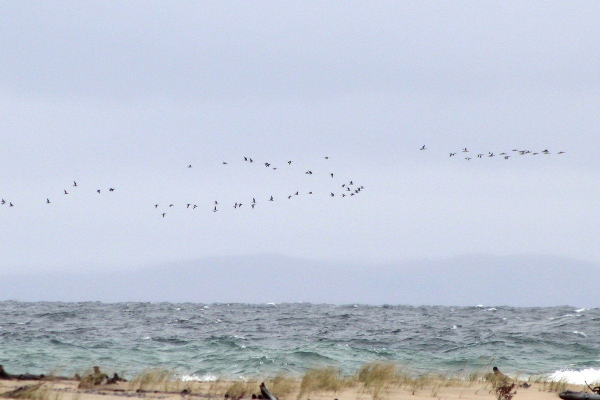 Long-tailed Duck - ML623766259