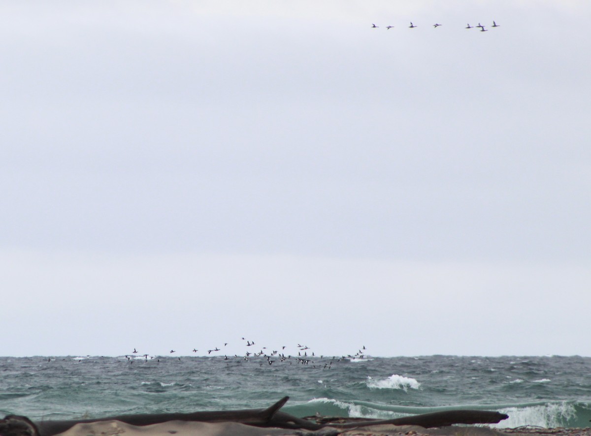 Long-tailed Duck - ML623766261