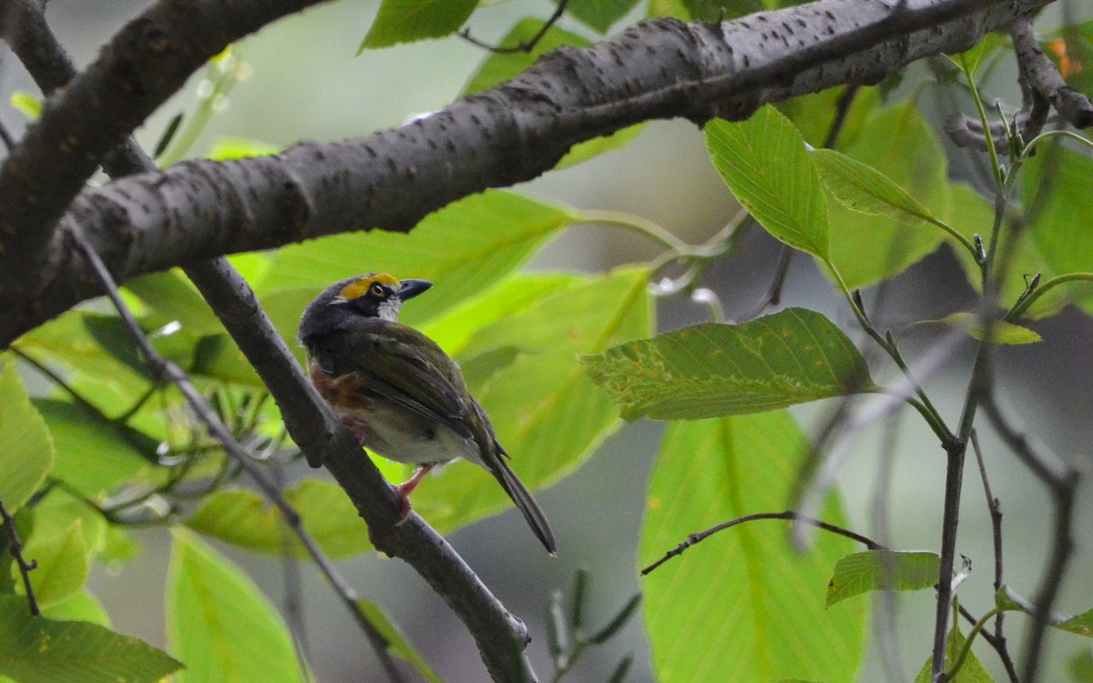 Chestnut-sided Shrike-Vireo - ML623766263