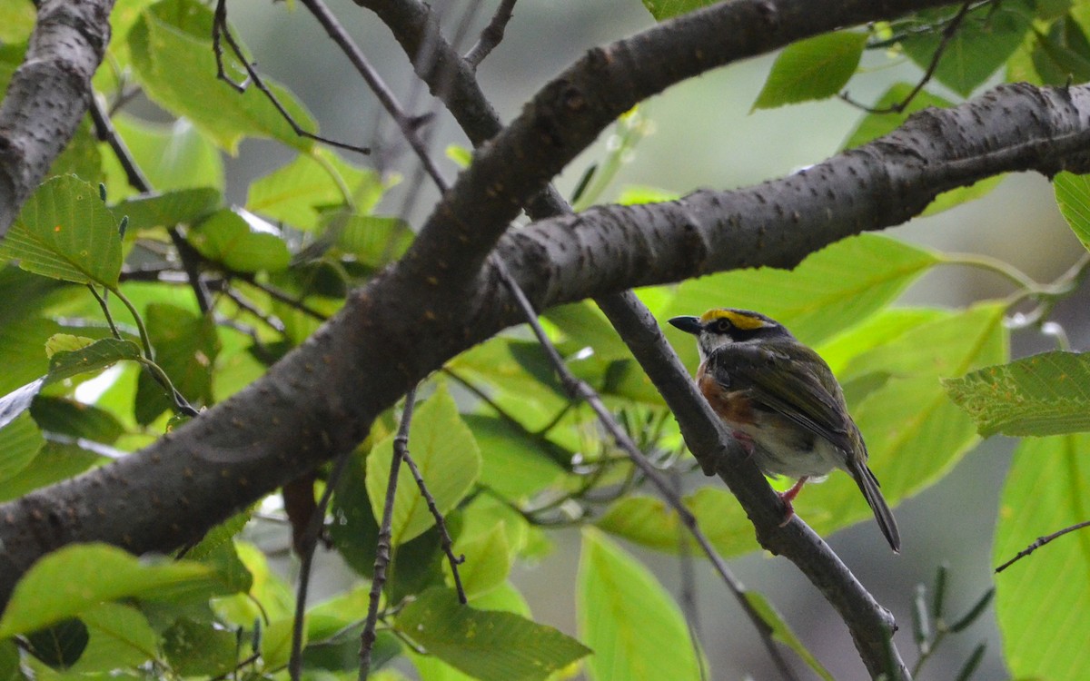 Chestnut-sided Shrike-Vireo - ML623766265