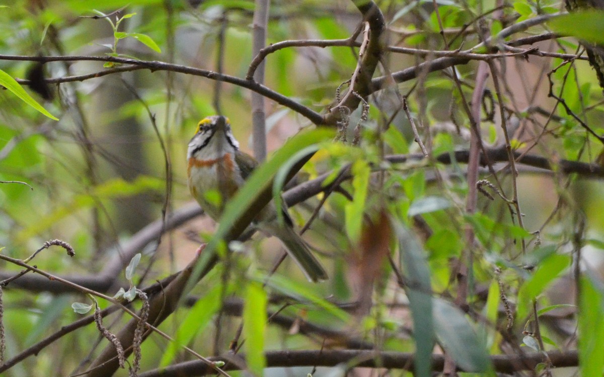 Chestnut-sided Shrike-Vireo - ML623766266