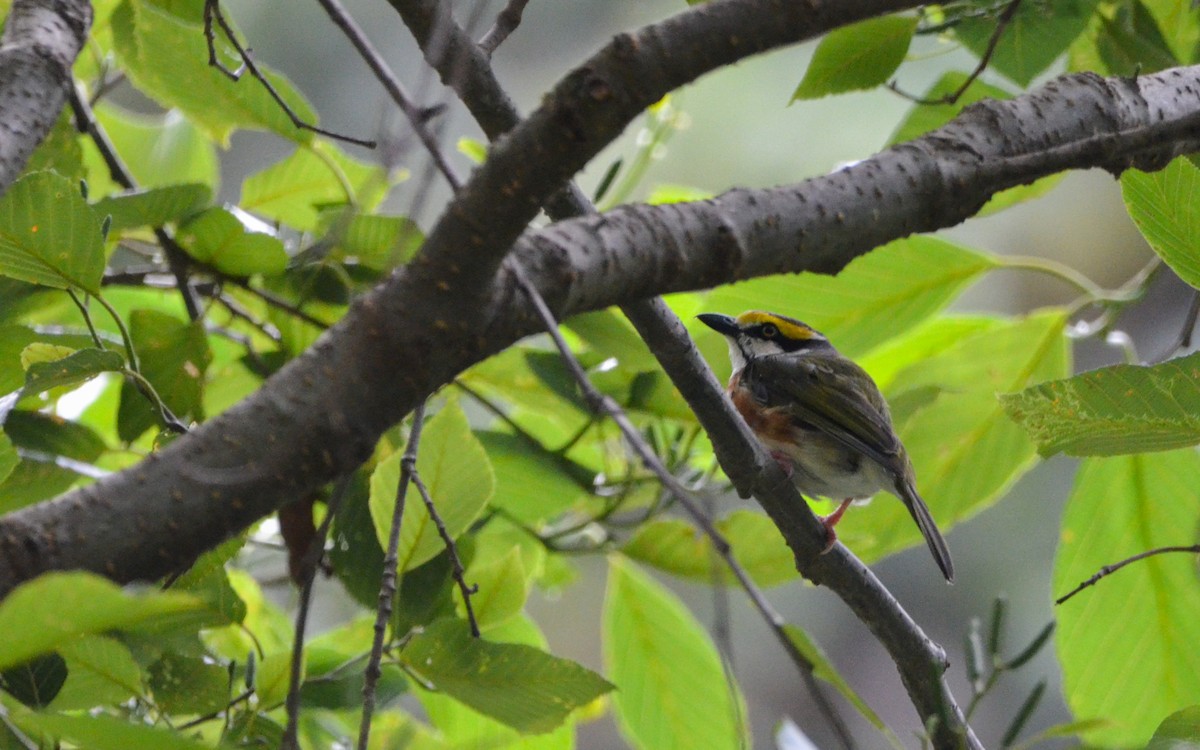 Chestnut-sided Shrike-Vireo - ML623766267