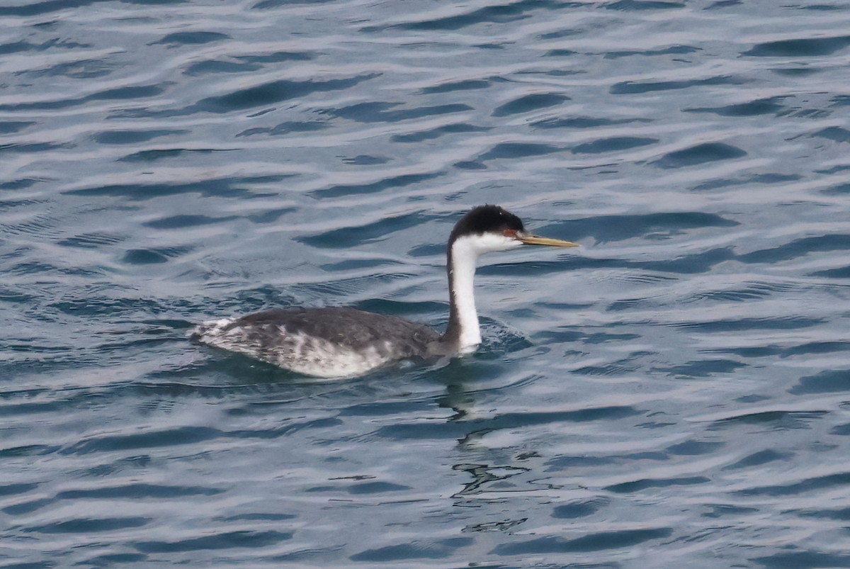 Western Grebe - ML623766304