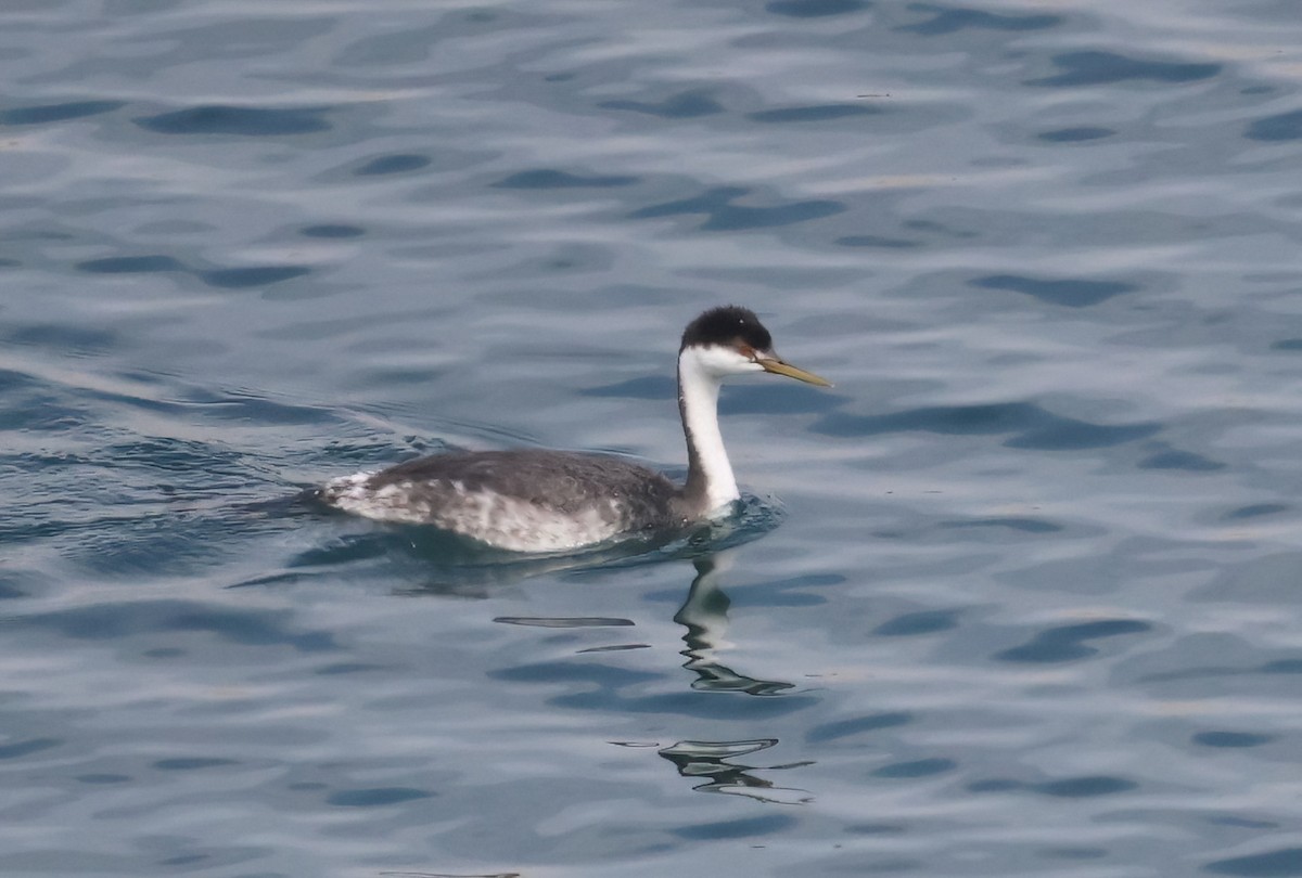 Western Grebe - ML623766305