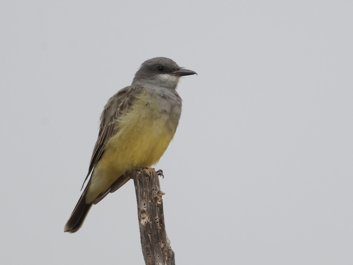 Cassin's Kingbird - ML623766320