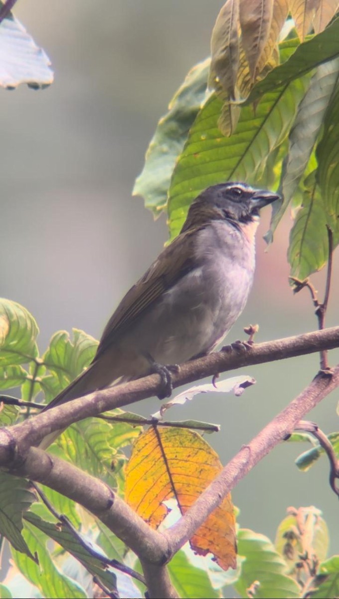 Buff-throated Saltator - ML623766373