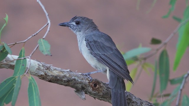 Gray Shrikethrush - ML623766400