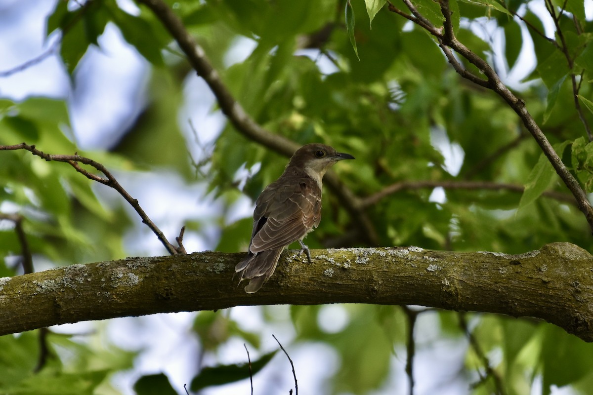 Black-billed Cuckoo - ML623766417