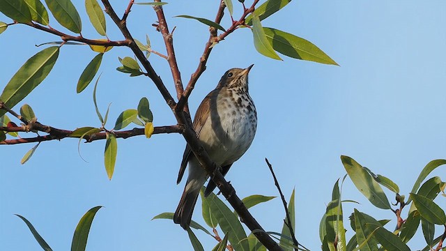 Hermit Thrush - ML623766432