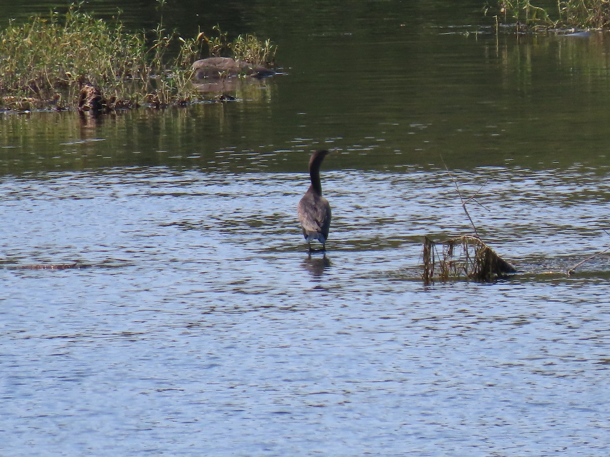 Cormoran à aigrettes - ML623766435