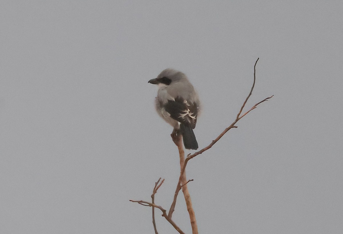 Loggerhead Shrike - Matthew Grube