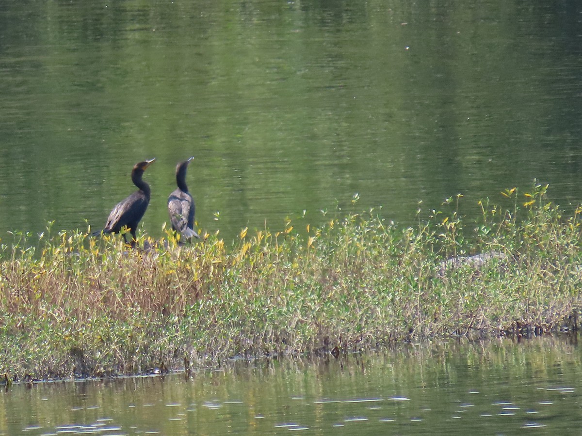 Cormoran à aigrettes - ML623766467