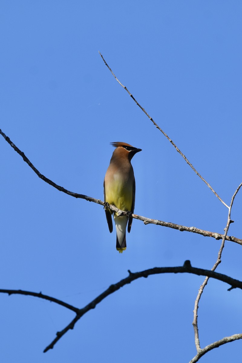 Cedar Waxwing - ML623766507