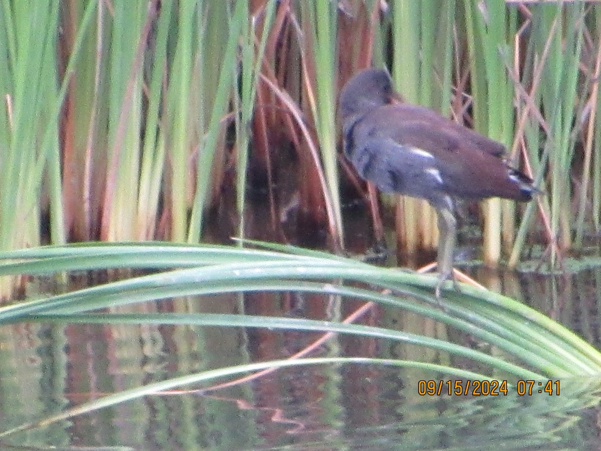 Common Gallinule - ML623766558