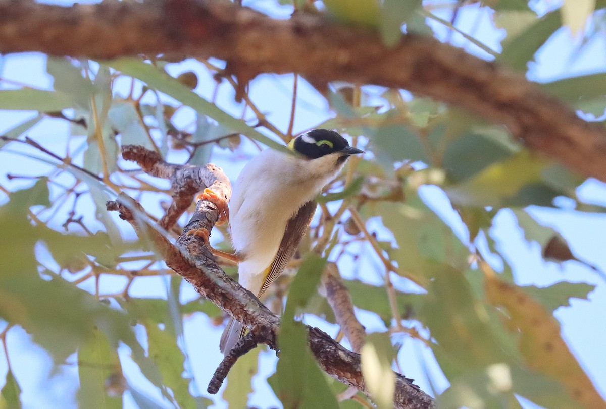 Black-chinned Honeyeater - ML623766565