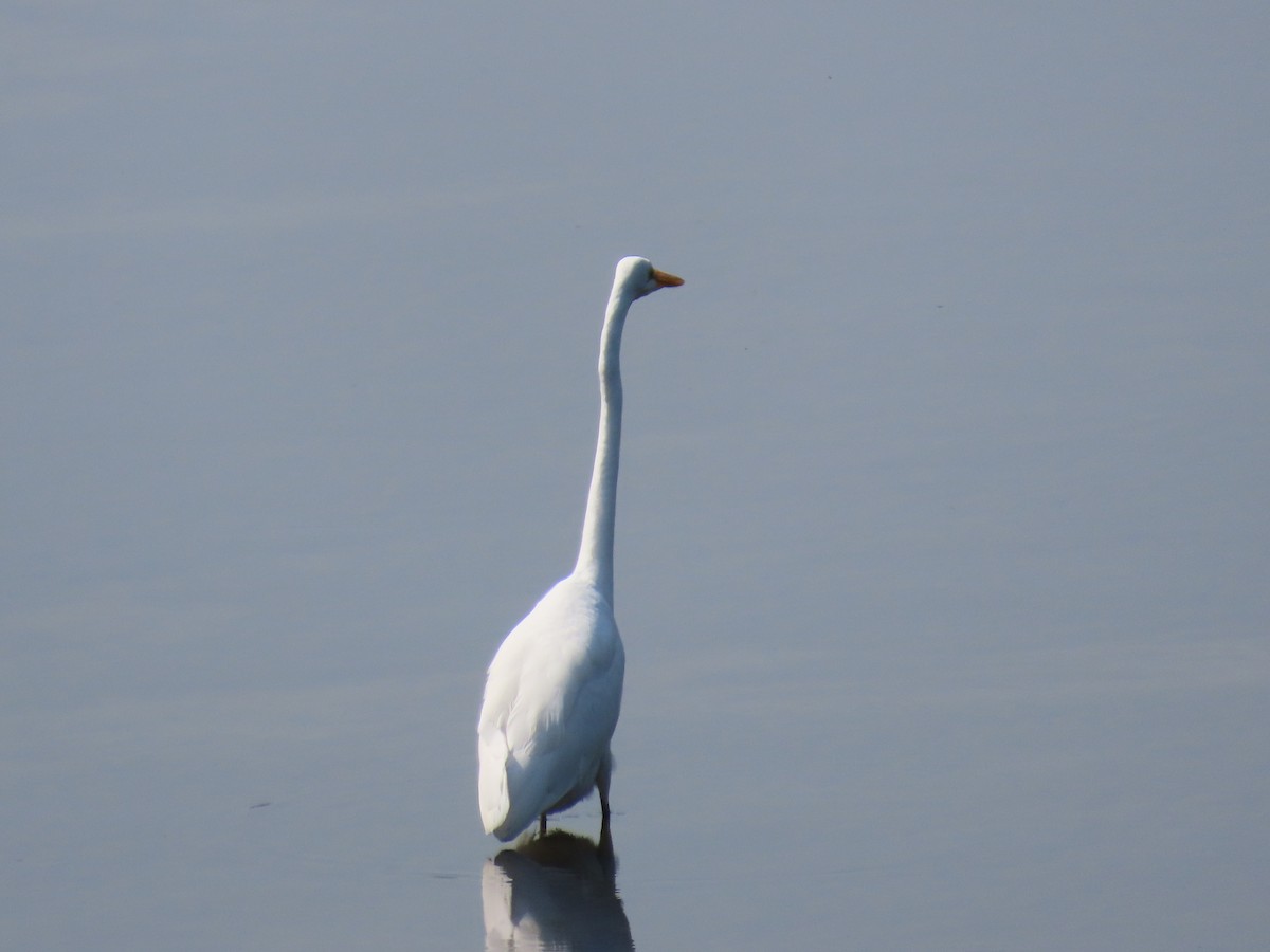 Grande Aigrette - ML623766608