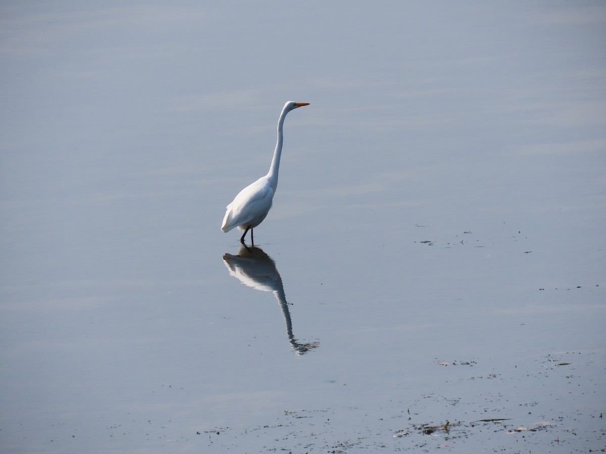 Grande Aigrette - ML623766613