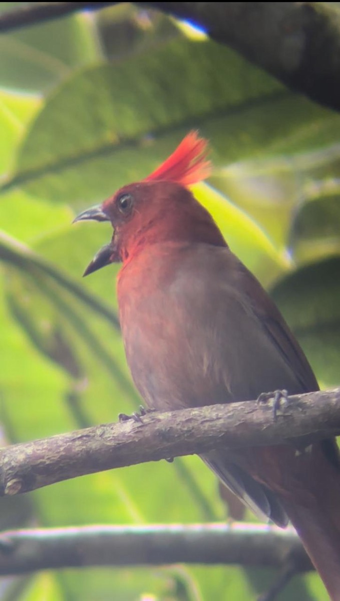 Crested Ant-Tanager - Juan Fernando Giraldo Lopera