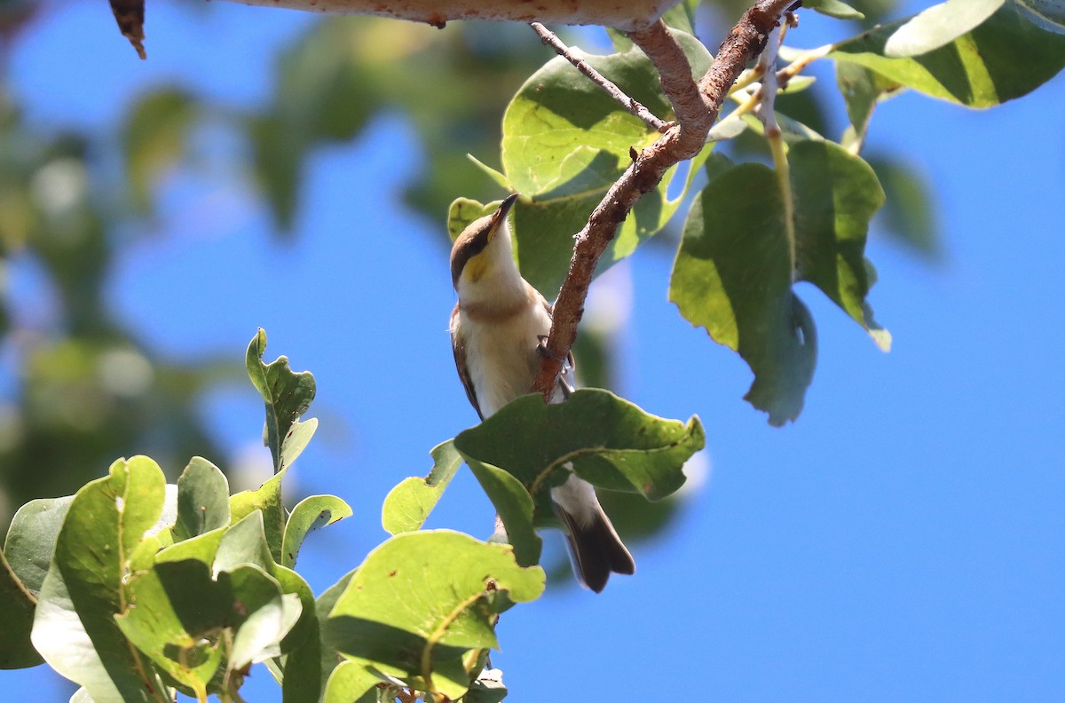 Banded Honeyeater - ML623766666