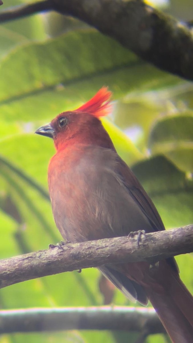 Crested Ant-Tanager - ML623766674